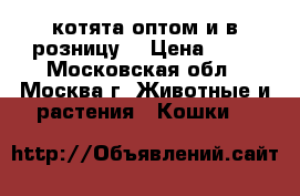 котята оптом и в розницу  › Цена ­ 50 - Московская обл., Москва г. Животные и растения » Кошки   